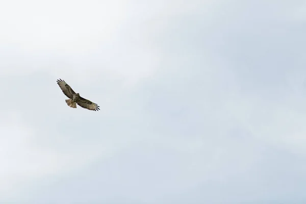 Φαλακρός Αετός Πετάει Στον Ουρανό Κοντά — Φωτογραφία Αρχείου