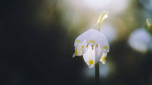 Frühlingsblume Auf Dem Hintergrund Des Weißen Grases — Stockfoto
