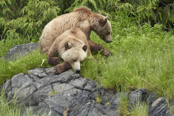 Urso Pardo Natureza — Fotografia de Stock