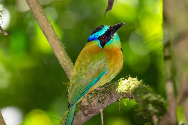 Krásný Modrozelený Pták Včelkou Větvi — Stock fotografie
