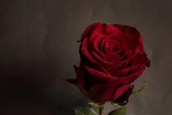 Schöne Rote Rose Auf Schwarzem Hintergrund Nahaufnahme — Stockfoto