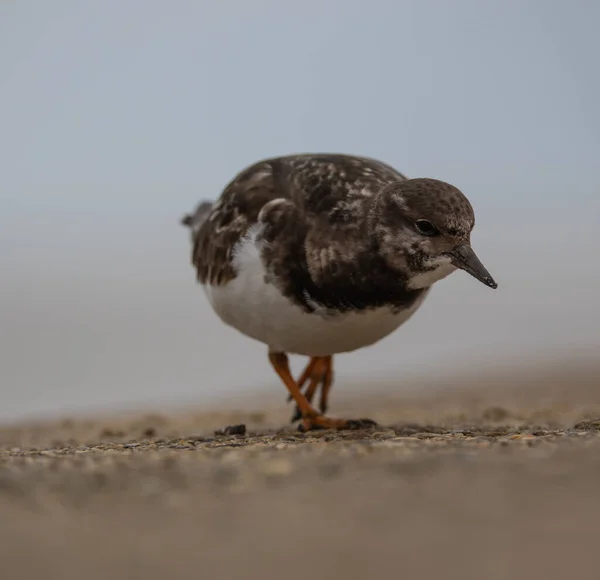 鳥のクローズアップショット — ストック写真