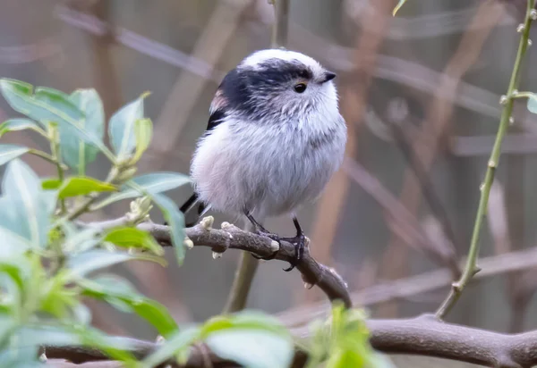 Ptak Flora Fauna — Zdjęcie stockowe