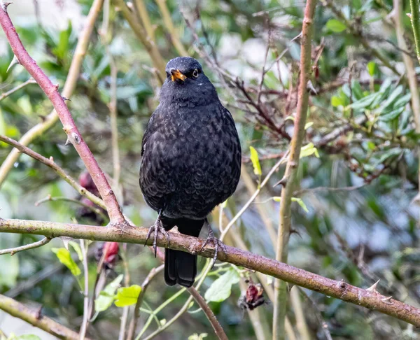 Pájaro Una Rama Árbol —  Fotos de Stock