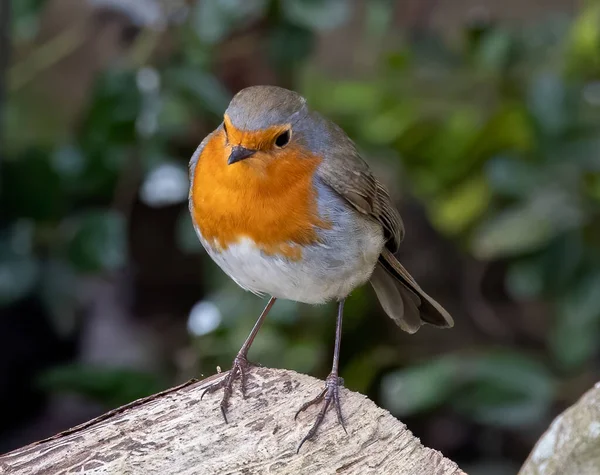 Close Van Een Vogel — Stockfoto