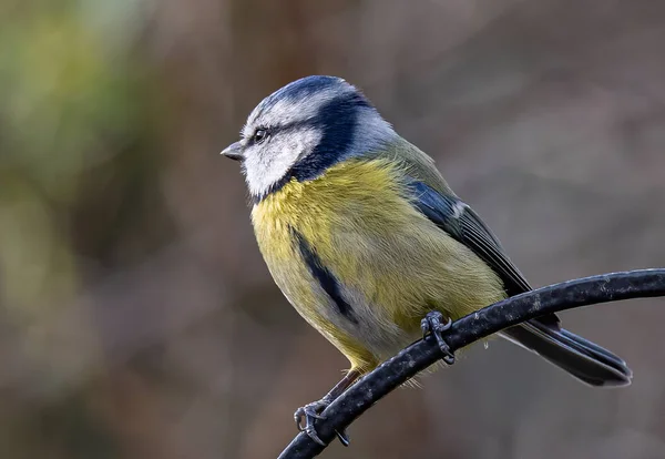 Great Tit Parus Major Branch — Φωτογραφία Αρχείου