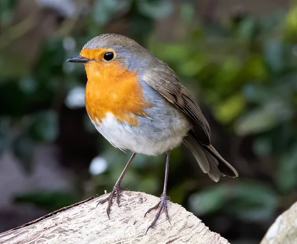 Nahaufnahme Eines Vogels — Stockfoto