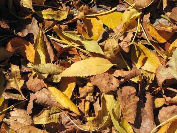 Folhas Outono Folhagem Folhas Amarelas Caídas Secas Coloridas — Fotografia de Stock