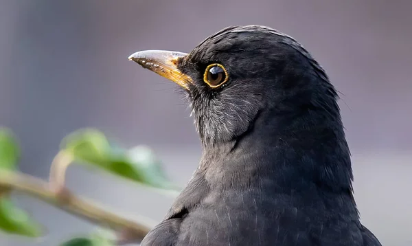 Close Van Een Vogel — Stockfoto