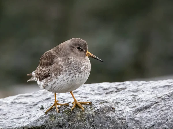 Gros Plan Bel Oiseau — Photo