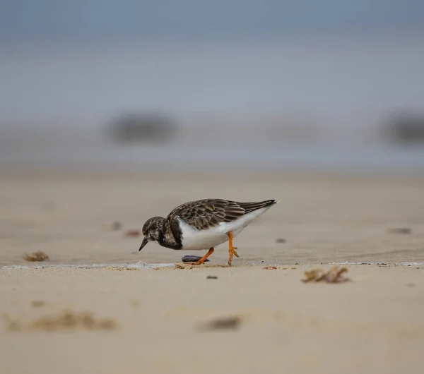 Closeup Shot Beautiful Bird Beach — Stock Photo, Image