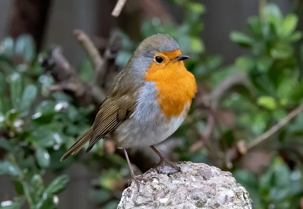 Närbild Fågel — Stockfoto