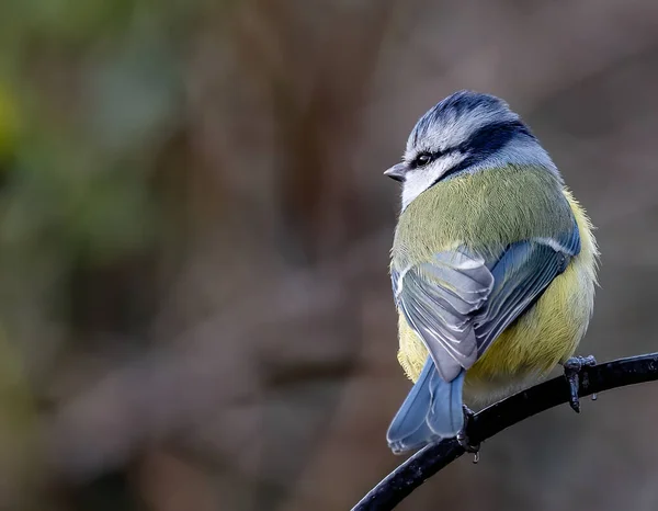 Great Tit Parus Major Sitting Branch — 스톡 사진