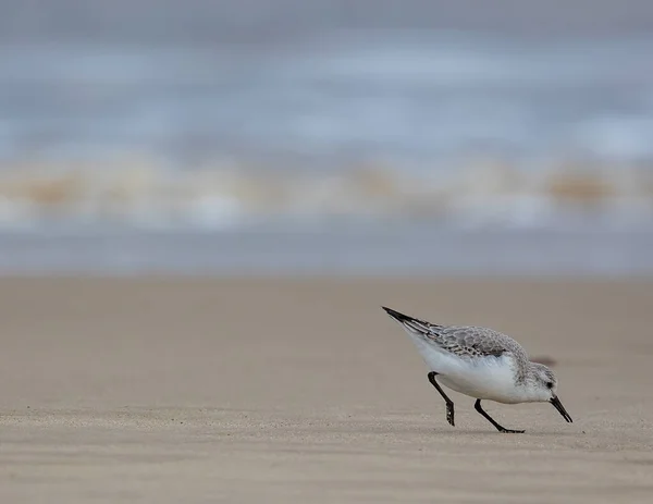 Pássaro Praia — Fotografia de Stock