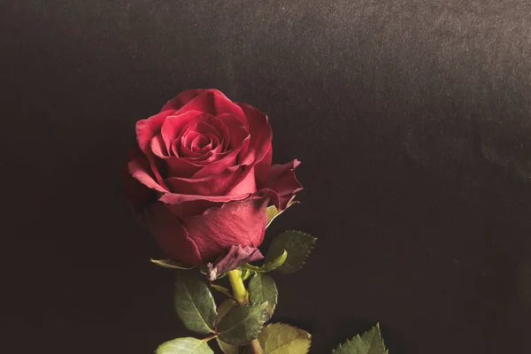 Rose Auf Dunklem Hintergrund — Stockfoto