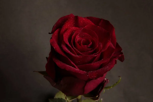 Красивая Красная Роза Черном Фоне — стоковое фото