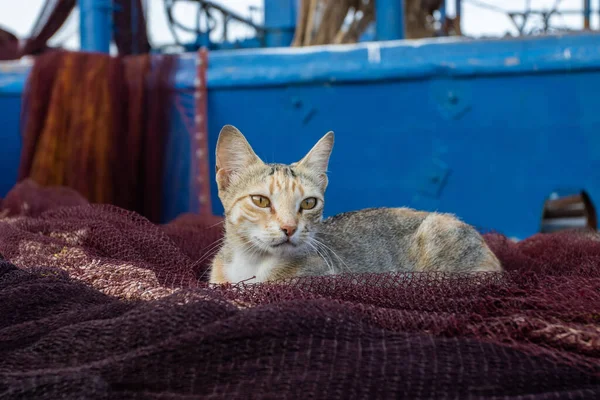 Gato Calle — Foto de Stock