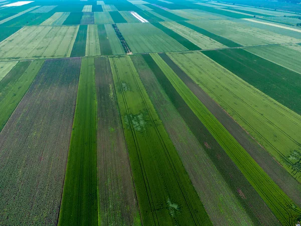 Vue Aérienne Des Champs Verdoyants Des Forêts Des Pays Bas — Photo