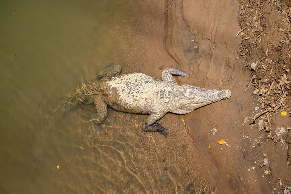 Cocodrilo Agua —  Fotos de Stock