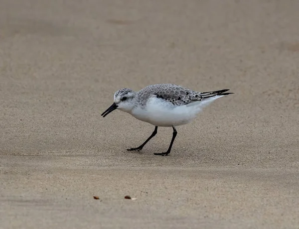 Een Meeuw Het Strand — Stockfoto