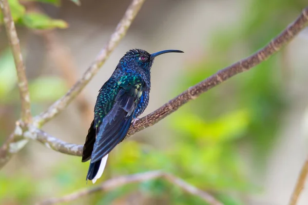 Schöner Blauer Kolibri Mit Grünen Blättern — Stockfoto