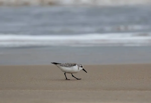 Uma Gaivota Praia — Fotografia de Stock