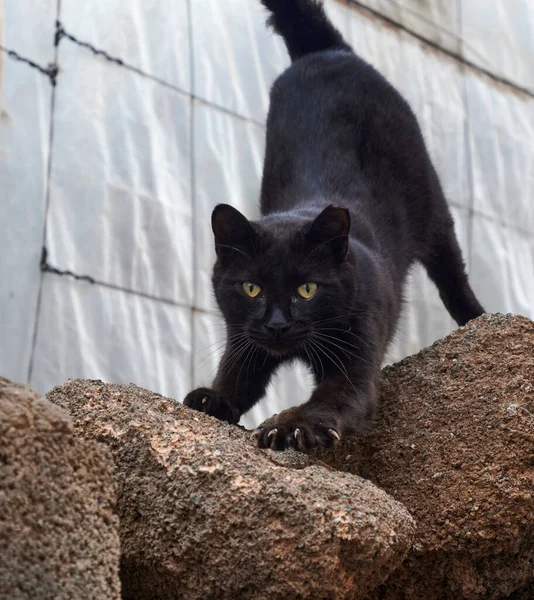 Gato Negro Calle — Foto de Stock
