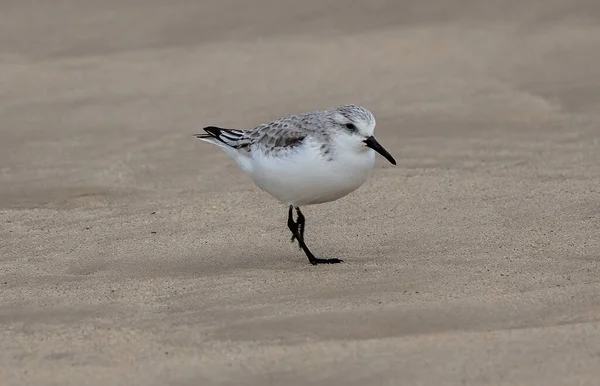 Una Gaviota Playa —  Fotos de Stock