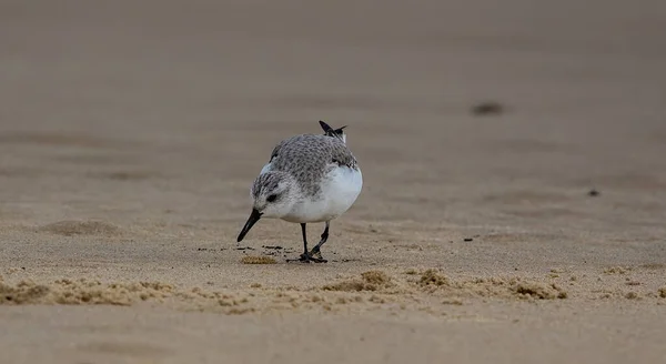 Een Meeuw Het Strand — Stockfoto