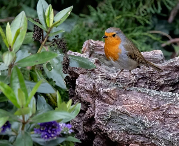 Eine Nahaufnahme Eines Schönen Vogels — Stockfoto