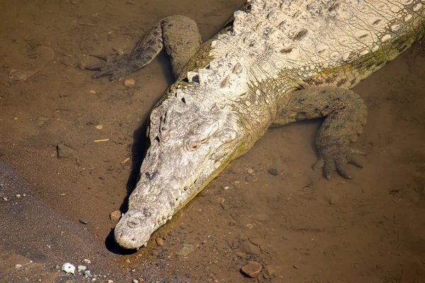 Krokodil Wasser — Stockfoto