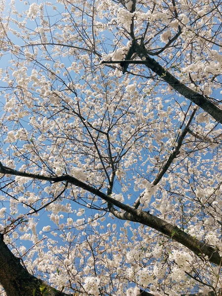 Bahçede Güzel Bahar Çiçekleri — Stok fotoğraf