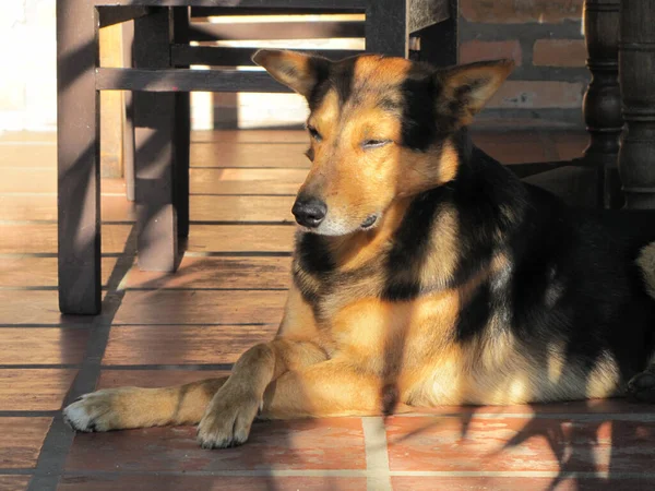 Hund Staden — Stockfoto