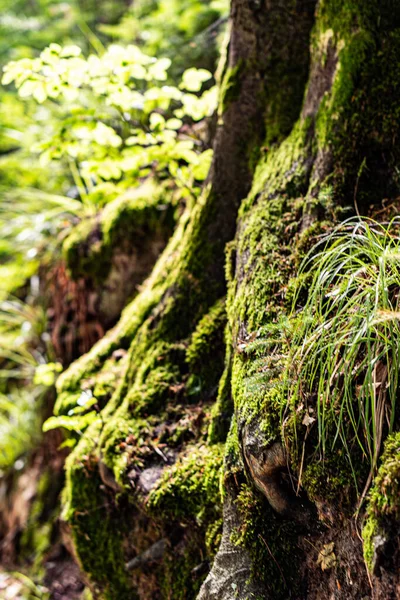 Зелений Мох Лісі — стокове фото