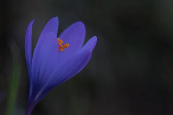 Όμορφο Μοβ Λουλούδι Κρόκους Στον Κήπο — Φωτογραφία Αρχείου