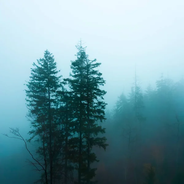 Beau Paysage Avec Arbre Dans Forêt — Photo