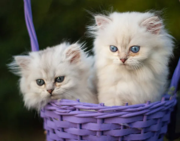 Aranyos Kis Cica Kosárban — Stock Fotó