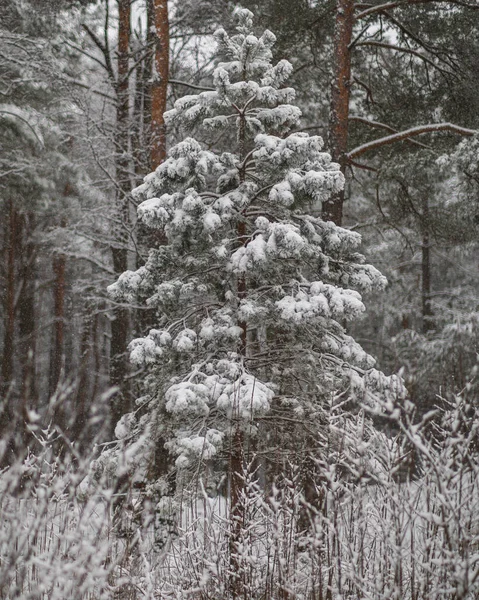 Зимний Лес Заснеженными Деревьями — стоковое фото