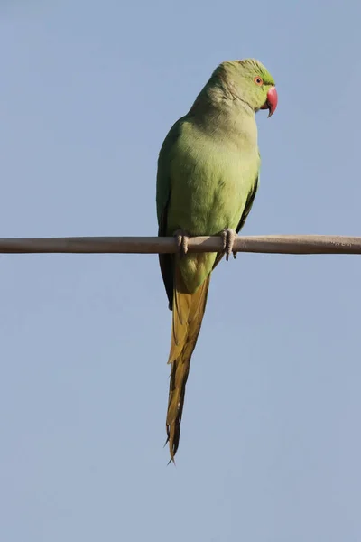 Uccello Seduto Ramo Albero Nel Cielo Blu — Foto Stock