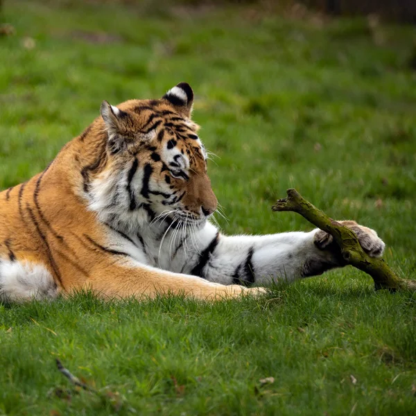 Tigre Zoológico — Fotografia de Stock