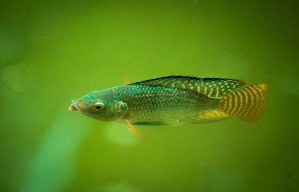 Peces Acuario —  Fotos de Stock