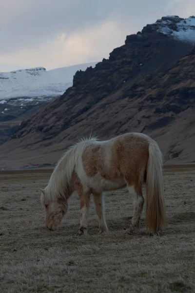 Cavallo Islandese Islanda — Foto Stock