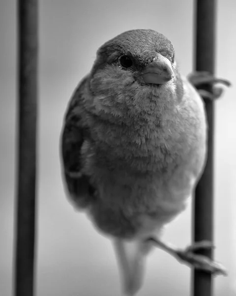 Närbild Fåglar Naturlig Livsmiljö — Stockfoto