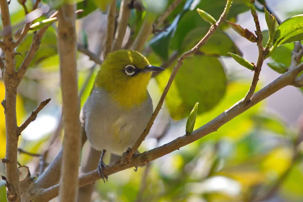 木の枝に鳥がいて — ストック写真