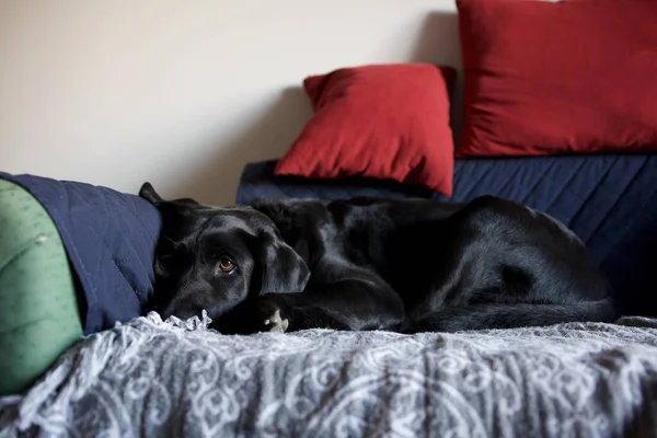 Ασπρόμαυρο Σκυλί Ξαπλωμένο Στον Καναπέ — Φωτογραφία Αρχείου