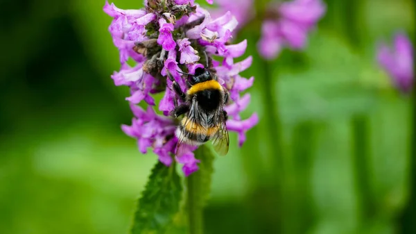 Closeup Shot Bee Collecting Pollen Purple Flower — Stock Photo, Image