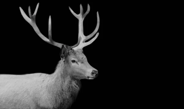 Herten Het Bos — Stockfoto