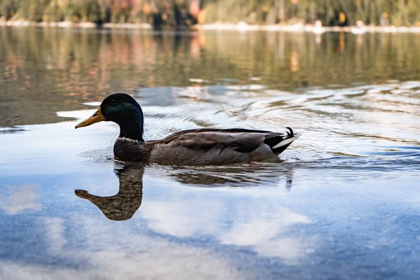 Pato Lago —  Fotos de Stock