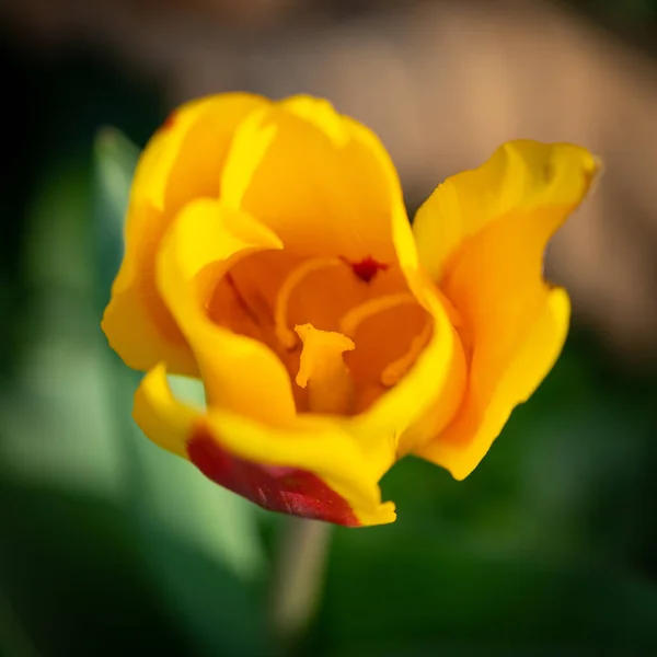 Gelbe Tulpe Garten — Stockfoto