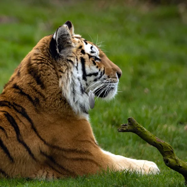 Tigre Joven Macho Hembra Zoológico — Foto de Stock